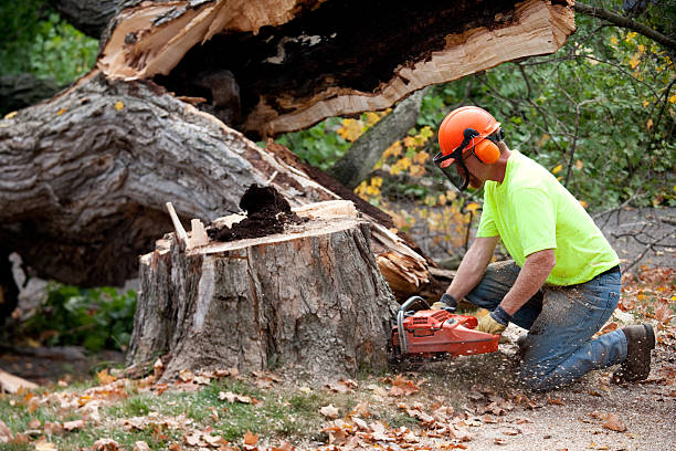 Best Affordable Tree Cutting  in Clear Lake, WA